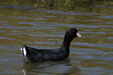 American Coot (Fulica americana)