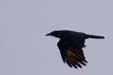 American Crow (Corvus brachyrhynchos)