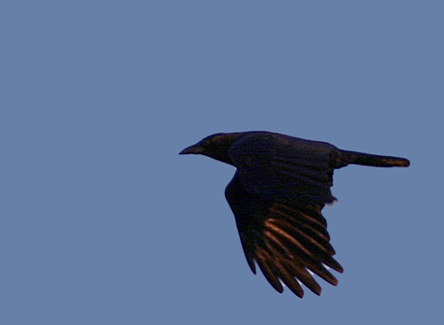 American Crow (Corvus brachyrhynchos)