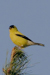 American Goldfinch (Carduelis tristis)