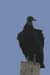 Black Vulture (Coragyps atratus)
