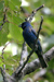 Blue Grosbeak (Guiraca caerulea)