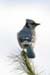 Bluejay (Cyanocitta cristata)