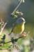Canada Warbler (Wilsonia Canadensis)