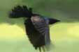 Common Grackle (Quiscalus quiscula)