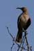 Curved-bill Thrasher (Toxostoma Curvirostre)