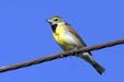 Dickcissel (Spiza Americana)
