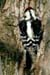 Downy Woodpecker (Picoides pubescens) 