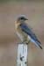 Eastern Bluebird (Sialia sialis)