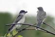 Eastern Kingbird (Tyrannus Tyrannus)