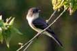 Eastern Phoebe (Sayornis phoebe)