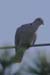 Eurasian-Collared Dove (Streptopelia decaocto)