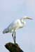 Great Egret (Casmerodius Albus)