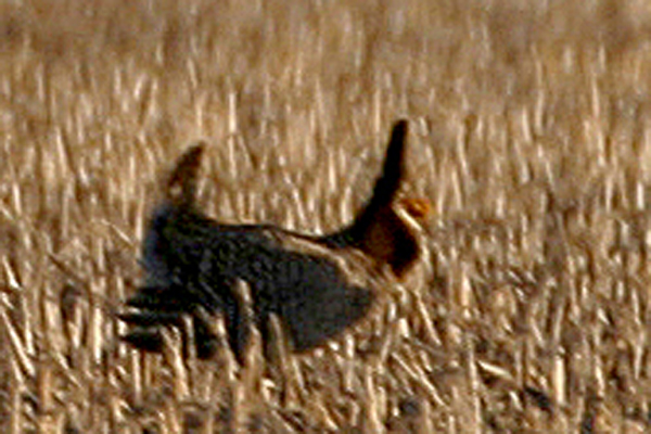 Greater Prairie-Chicken (Tympanuchus cupido)