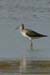 Greater Yellowlegs (Tringa Melanoleucus)