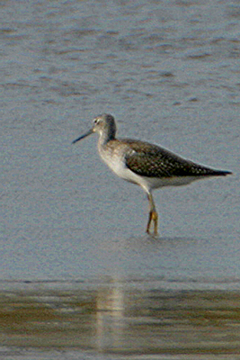 Greater Yellowlegs (Tringa Melanoleucus)