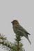 House Finch (Carpodacus Mexicanus)
