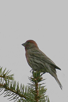 House Finch (Carpodacus Mexicanus)