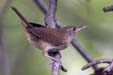 House Wren (Troglodytes aedon)