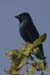 Indigo Bunting (Passerina cyanea)