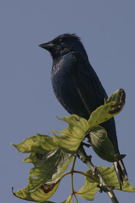 Indigo Bunting (Passerina cyanea)