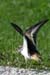 Killdeer (Charadrius vociferus) 