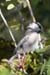 Mountain Chickadee (Parus Gambeli)