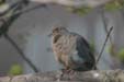 Mourning Dove (Zenaida Macroura)