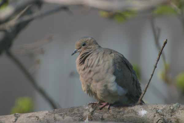Mourning Dove (Zenaida Macroura)