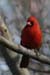 Northern Cardinal (Cardinalis cardinalis) 