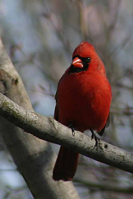 Northern Cardinal (Cardinalis cardinalis)