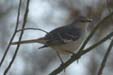 Northern Mockingbird (Mimus polyglottos)