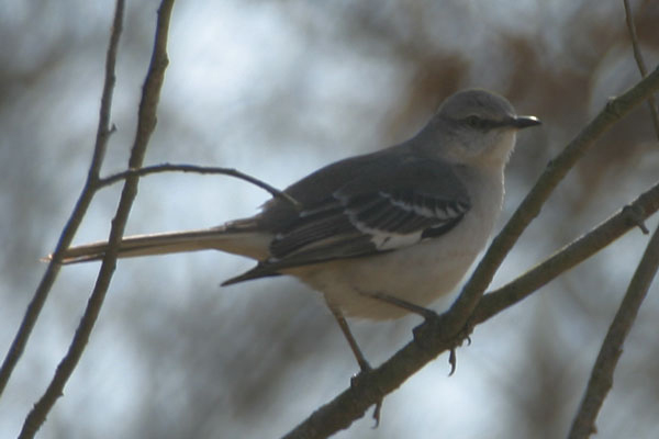 Northern Mockingbird (Mimus polyglottos)