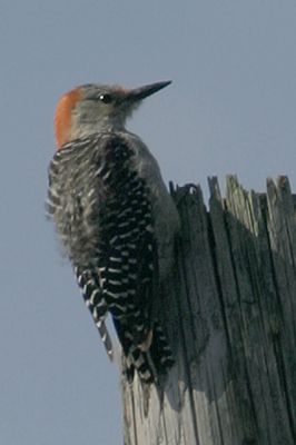 Red-bellied Woodpecker (Melanerpes carolinus)