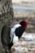 Red-headed Woodpecker (Melanerpes erythrocephalus)