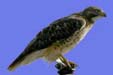 Red-tailed Hawk (Buteo Jamaicensis)