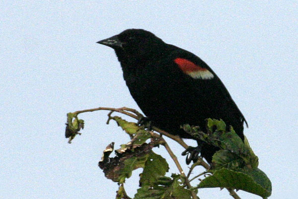 Red-winged Blackbird (Agelaius phoeniceus)