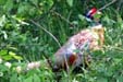 Ring-necked Pheasant (Phasianus colchicus)