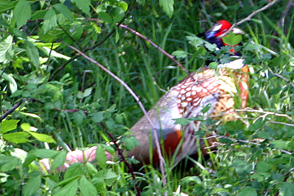 Ring-necked Pheasant (Phasianus colchicus)