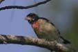 Rose-breasted Grosbeak (Pheucticus ludovicianus)