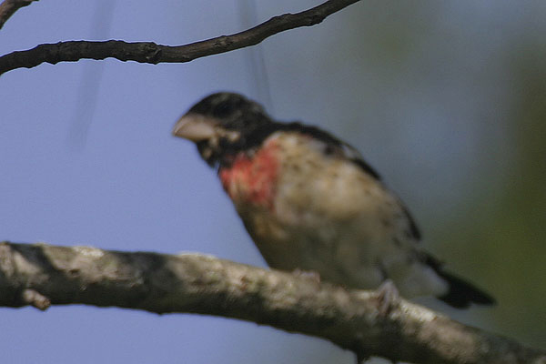 Rose-breasted Grosbeak (Pheucticus ludovicianus)