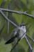 Ruby-throated Hummingbird (Archilochus colubris)