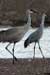 Sandhill Crane (Grus Canadensis)