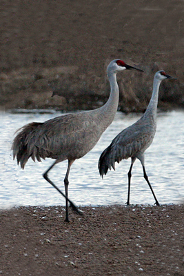 Sandhill Crane (Grus Canadensis)
