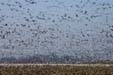 Snow Geese (Chen caerulescens)
