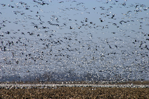 Snow Geese (Chen caerulescens)