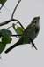 Song Sparrow (Melospiza melodia)