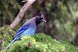 Steller's Jay (Cyanocitta stelleri diademata)