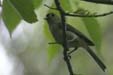 Tufted Titmouse (Baeolophus bicolor)