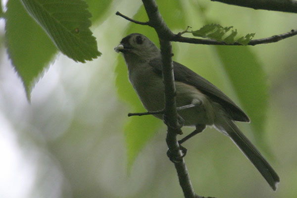 Tufted Titmouse (Baeolophus bicolor)